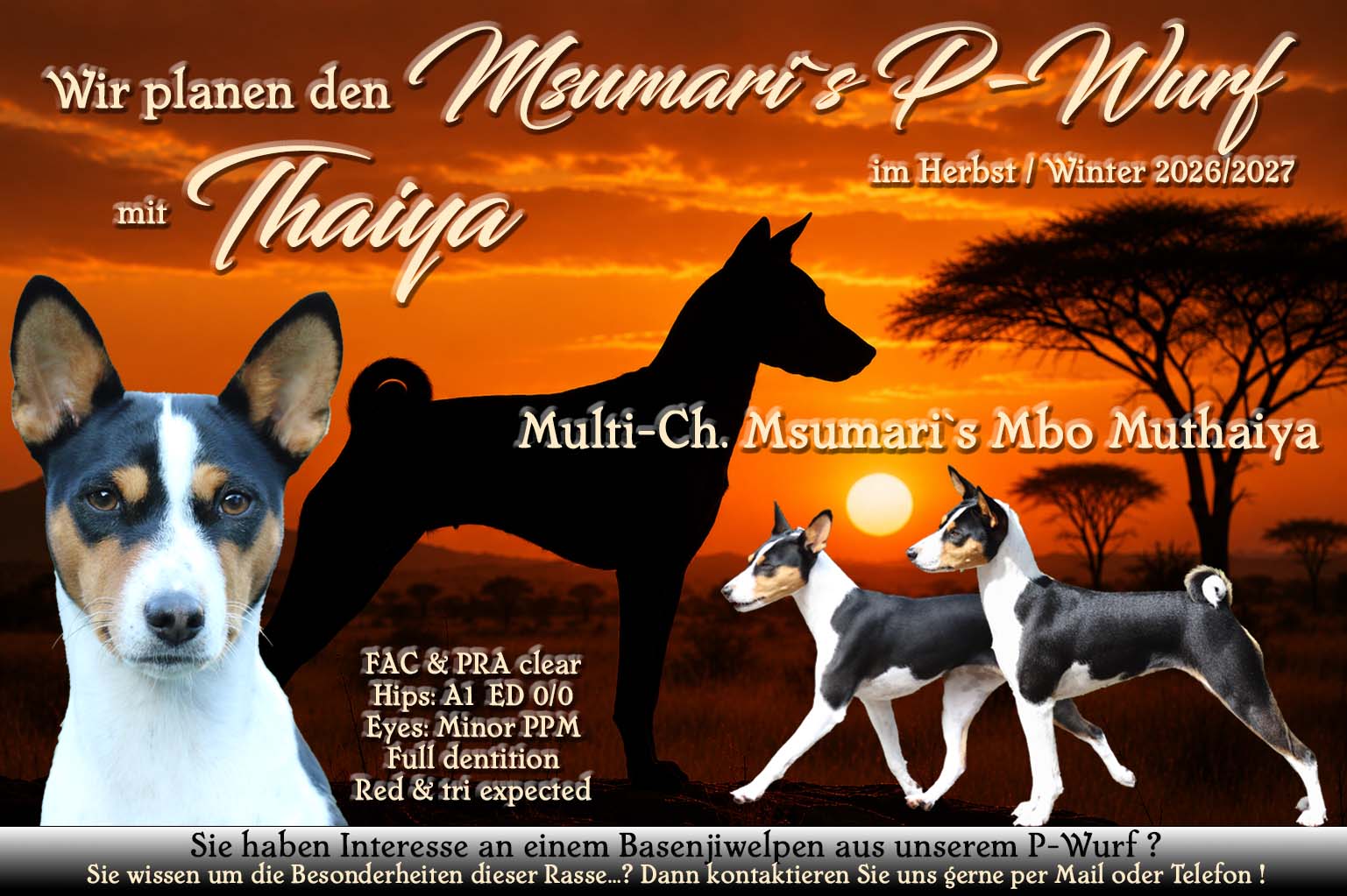 Msumari`s P-Wurf