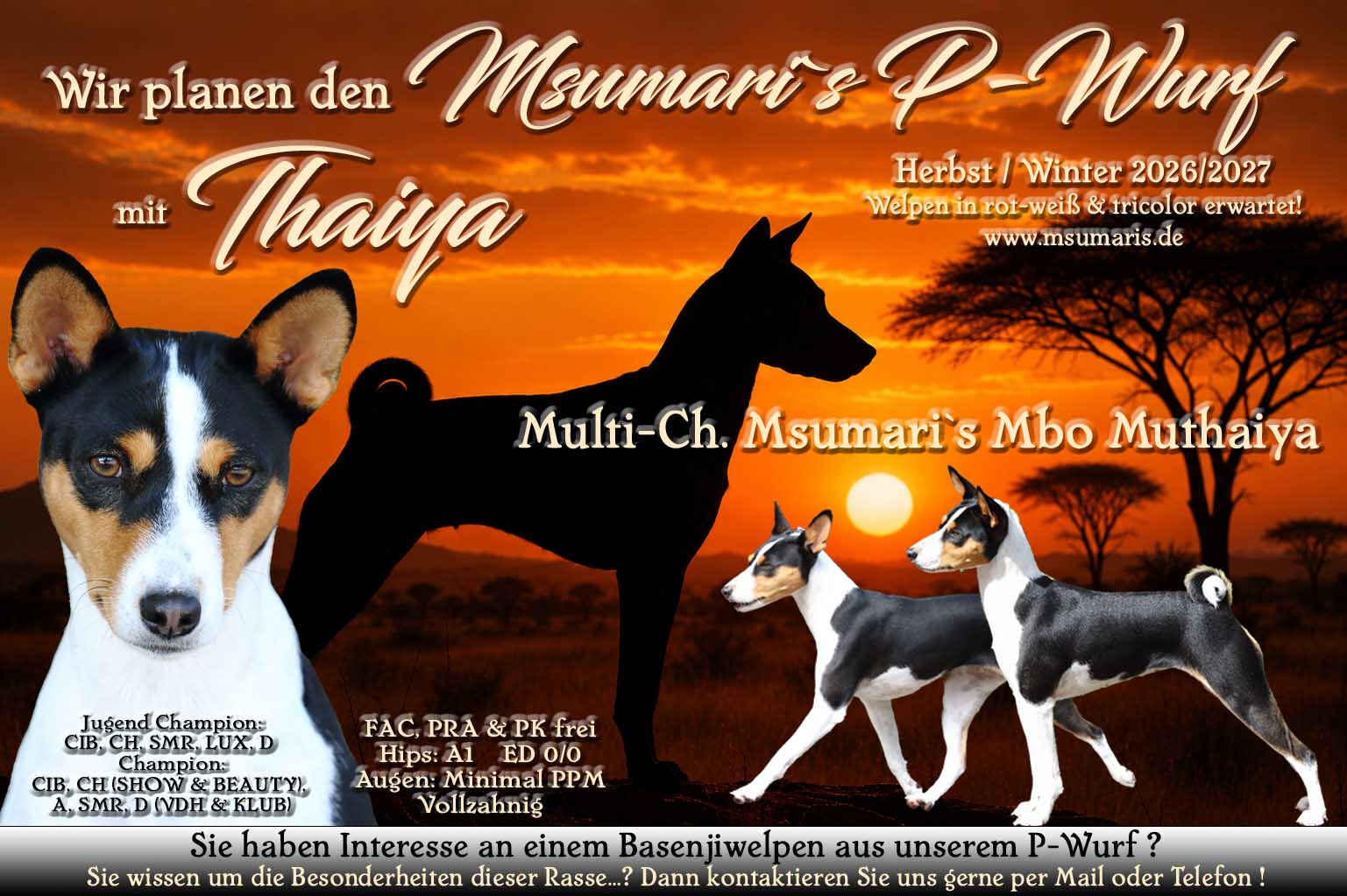 Msumari`s P-Wurf